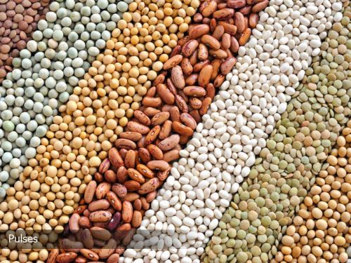 Pulses, Variety : Bengal Gram