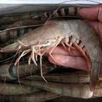 Vannamei White Shrimps