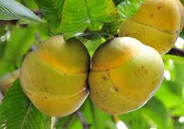 Organic Elephant Apple, Certification : FSSAI Certified