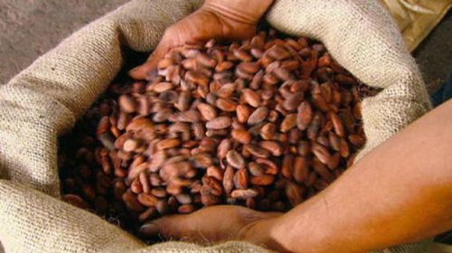 Cocoa beans, Condition : Dried