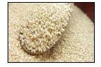 White sesame seed