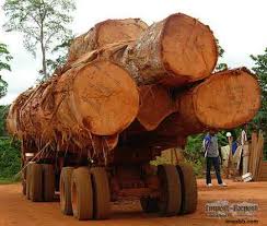 Teak Logs, Length : 10-12 Feet