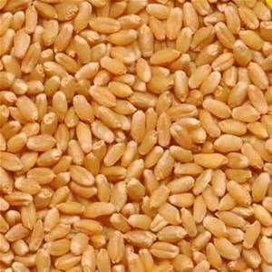 Wheat Seeds