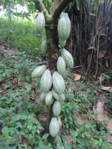 Cocoa beans, Condition : Dried