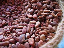 Cocoa Seeds, Packaging Size : 5-25kg