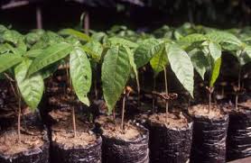 Mahogany Plants, For Plantation