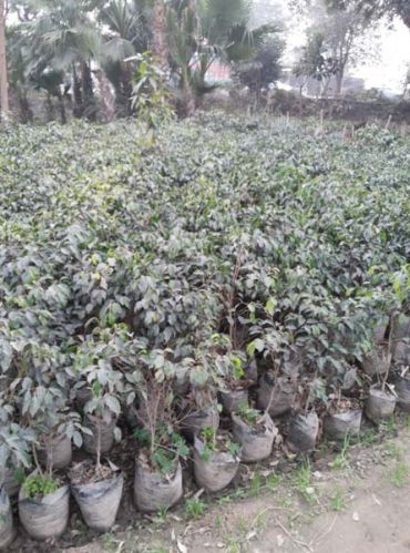 Ficus Black Plant