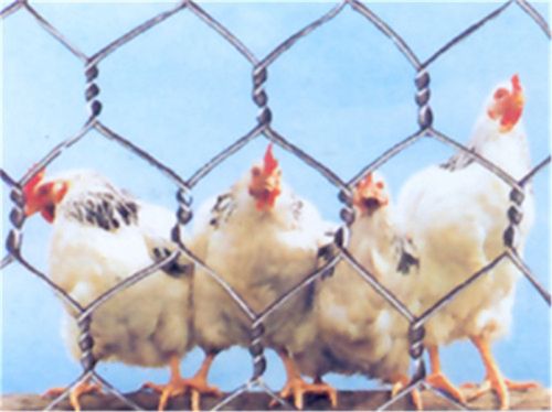 Hexagonal Wire Netting, Brand Name : guanda