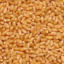 Durum Wheat, Certification : Fassai