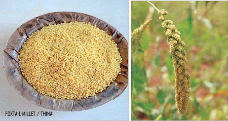 Foxtail Millet