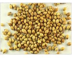 Coriander seeds, Grade Standard : Food Grade