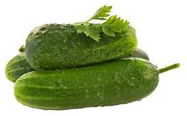 Fresh Cucumber,fresh Cucumber, Feature : Healthy Hygienic, Natural Harmles