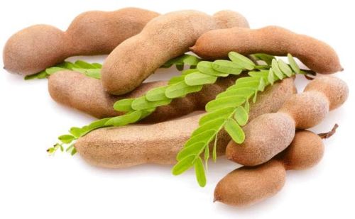 Common Fresh Tamarind Pods