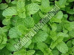 Peppermint Oil, Purity : 99.9%