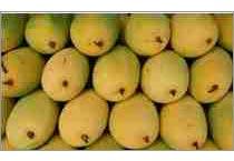 Fresh Mangoes