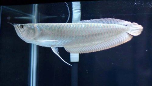 Arowana Fish, Power Supply : 200 tons per month