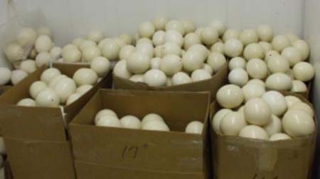 Ostrich Eggs