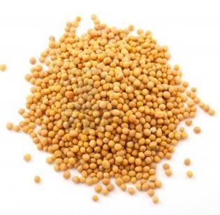 Yellow Mustard Seeds