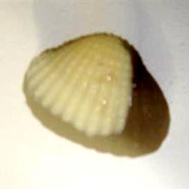 Marble Texture Chocolate