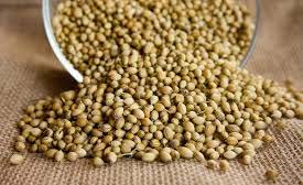 Coriander seeds, Packaging Type : Plastic Bag