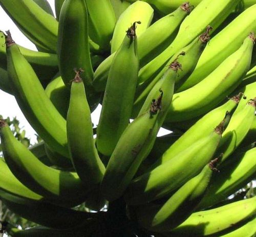 Fresh Nendran Banana