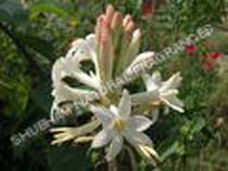 Single Tuberose, Color : White