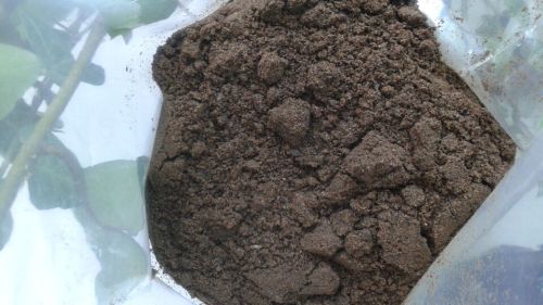 Squid Liver Powder, Packaging Type : dark brown