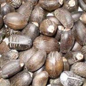 Jatropha Seeds