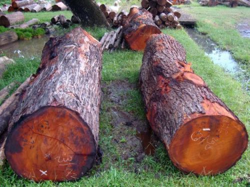 Mahogany Logs Timber