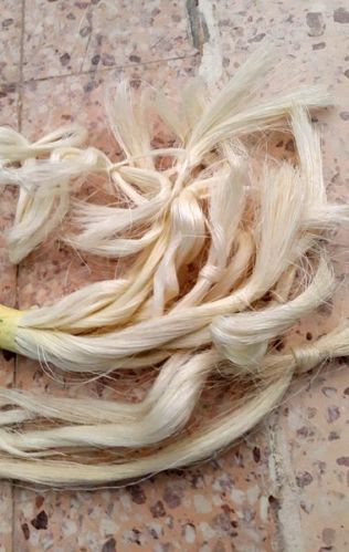 Sisal Fiber