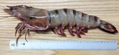 Giant Tiger Prawn