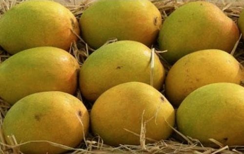 Mango, Freshness : High