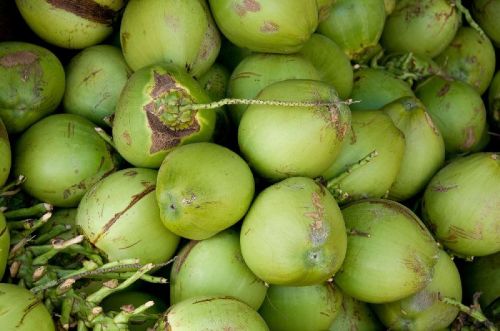 Fresh Green Coconut