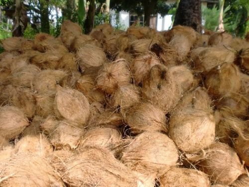 Natural Semi Husked Coconut