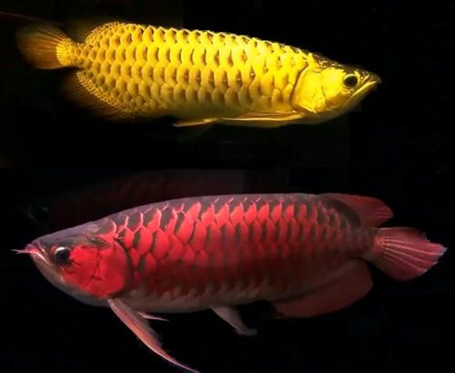 Arowana Fish, Packaging Type : multiple