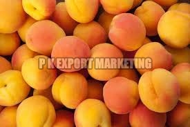 Fresh Apricot