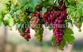 Fresh grapes, Cultivation Type : Organic