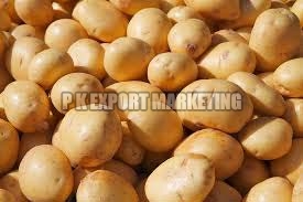 Fresh potato, Usage/Application : Cooking, Baking, Frying, Boiling