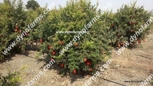Pomegranate, Storage : Refrigerate