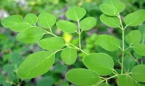 Moringa leaf Form : Leaves, Powder, Crushed