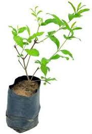 Pomegranate Plants, Variety : Bhagwa, Mrudula