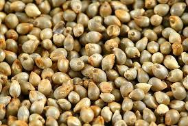 Pearl Millet Seed