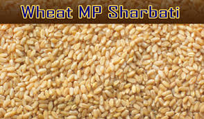 Sharbati Wheat