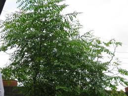 Moringa Leaf Extract