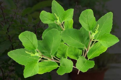 Tulsi Leaves, Grade : A; Grade