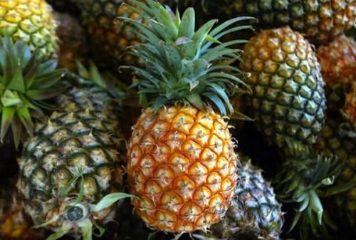 Fresh Pineapples