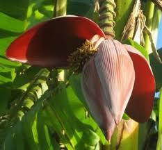 Fresh Plantain Flower