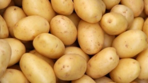 Fresh potato, Packaging Size : 5-25kg