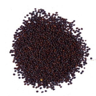 Mustard seeds, Material : Mustard