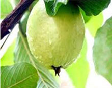 Fresh Natural Guava